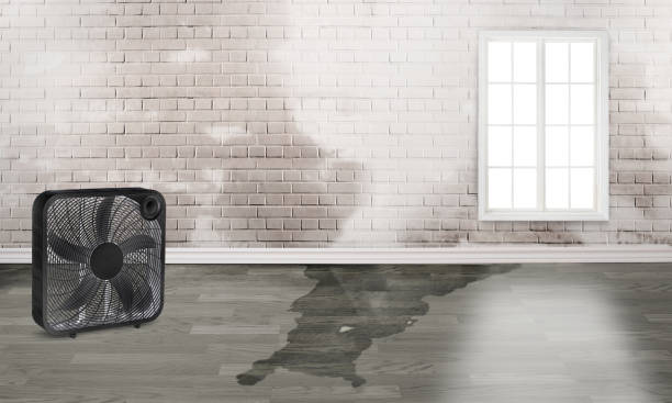 Best Water damage repair service  in Pelican Marsh, FL